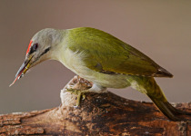 Twitching Lithuania 9-Day Birding Tour