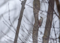 Twitching Lithuania 9-Day Birding Tour