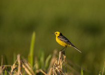 Twitching Lithuania 9-Day Birding Tour