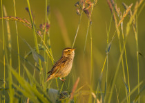 Twitching Lithuania 9-Day Birding Tour
