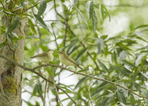 Twitching Lithuania 9-Day Birding Tour