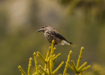 Twitching Lithuania 9-Day Birding Tour