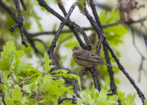 Twitching Lithuania 9-Day Birding Tour