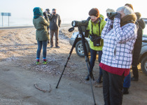 Custom Birdwatching Tours in Lithuania and Bulgaria
