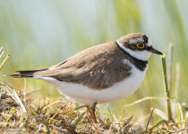 7-Day Nemunas Delta Bird Observation Tour