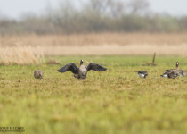 7-Day Nemunas Delta Bird Observation Tour