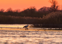 7-Day Nemunas Delta Bird Observation Tour
