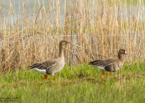 7-Day Nemunas Delta Bird Observation Tour