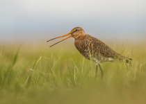 7-Day Nemunas Delta Bird Observation Tour