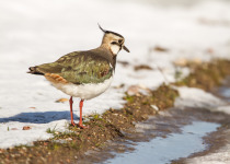 7-Day Nemunas Delta Bird Observation Tour
