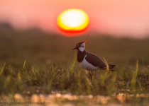 7-Day Nemunas Delta Bird Observation Tour