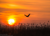 7-Day Nemunas Delta Bird Observation Tour