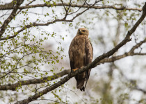 7-Day Nemunas Delta Bird Observation Tour