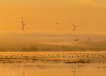 7-Day Nemunas Delta Bird Observation Tour