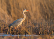 7-Day Nemunas Delta Bird Observation Tour