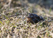 7-Day Nemunas Delta Bird Observation Tour