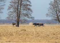 7-Day Nemunas Delta Bird Observation Tour