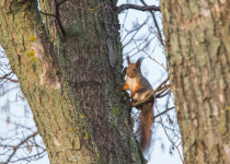 7-Day Nemunas Delta Bird Observation Tour