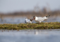 7-Day Nemunas Delta Bird Observation Tour