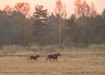7-Day Nemunas Delta Bird Observation Tour