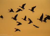 7-Day Nemunas Delta Bird Observation Tour