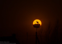 7-Day Nemunas Delta Bird Observation Tour