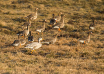 7-Day Nemunas Delta Bird Observation Tour