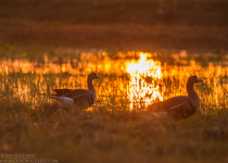 7-Day Nemunas Delta Bird Observation Tour