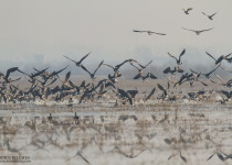 7-Day Nemunas Delta Bird Observation Tour