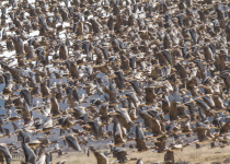 7-Day Nemunas Delta Bird Observation Tour