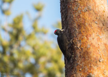 7-Day Nemunas Delta Bird Observation Tour