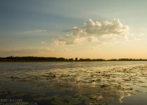 Nemunas Delta Canoe Birdwatching Day Tour