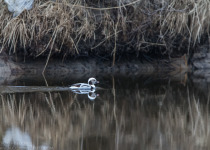 Nemunas Delta Canoe Birdwatching Day Tour