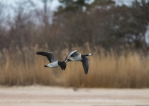 Nemunas Delta Canoe Birdwatching Day Tour