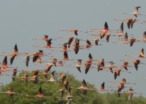 SFF Los Flamencos Birdwatching Guide with Yezid Linares