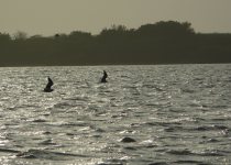 SFF Los Flamencos Birdwatching Guide with Yezid Linares