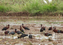 Private Huila Birding Guide with Andres Algarra