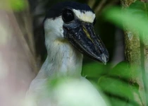 Victoria Caldas Birdwatching and Photography Guiding
