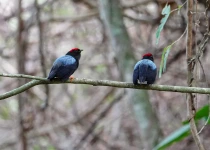 Victoria Caldas Birdwatching and Photography Guiding