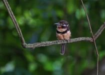 Victoria Caldas Birdwatching and Photography Guiding