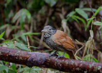 Victoria Caldas Birdwatching and Photography Guiding