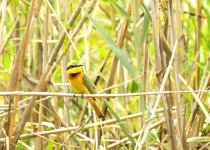10-Day Gambia Birding and Photography Tour with Lamin Camara