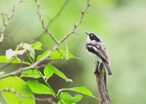 10-Day Gambia Birding and Photography Tour with Lamin Camara