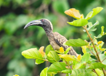 10-Day Gambia Birding and Photography Tour with Lamin Camara