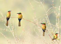 15-Day Gambia Birding and Photography Tour with Lamin Camara