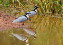15-Day Gambia Birding and Photography Tour with Lamin Camara