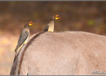 15-Day Gambia Birding and Photography Tour with Lamin Camara