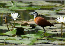 15-Day Gambia Birding and Photography Tour with Lamin Camara