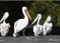 15-Day Gambia Birding and Photography Tour with Lamin Camara