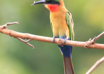 18-Day Gambia and Senegal South-East Birding Tour with Lamin Camara
